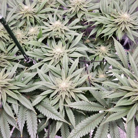 Runtzelia growlog timeline photo