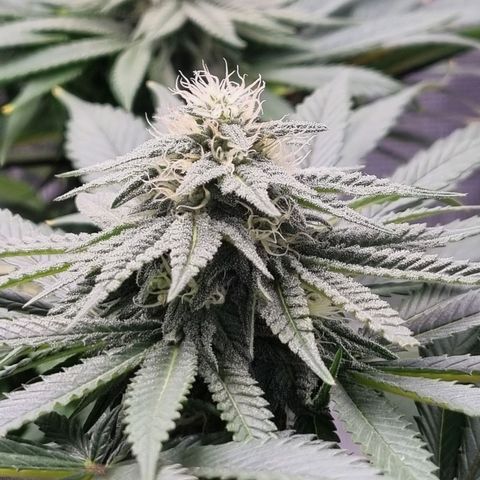 Runtzelia growlog timeline photo