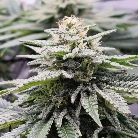 Runtzelia growlog timeline photo