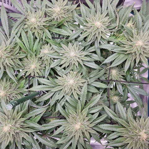 Runtzelia growlog timeline photo