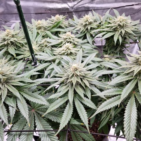 Runtzelia growlog timeline photo