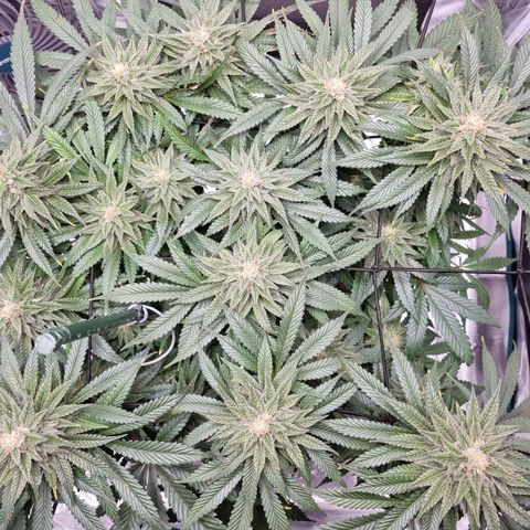 Runtzelia growlog timeline photo