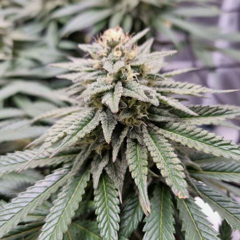 Runtzelia growlog timeline photo