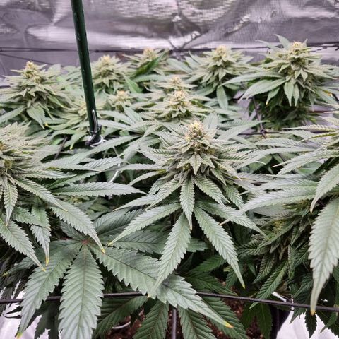 Runtzelia growlog timeline photo