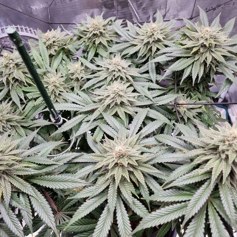Runtzelia growlog timeline photo