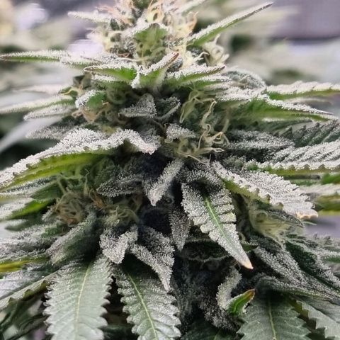 Runtzelia growlog timeline photo