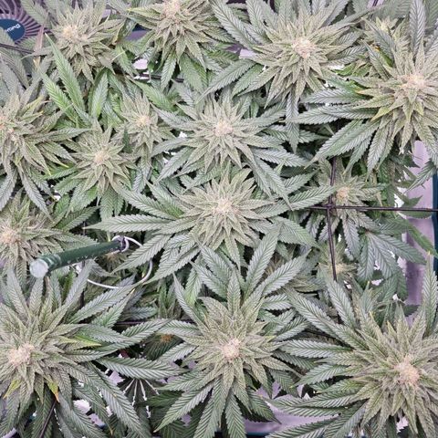 Runtzelia growlog timeline photo