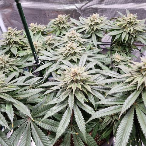 Runtzelia growlog timeline photo