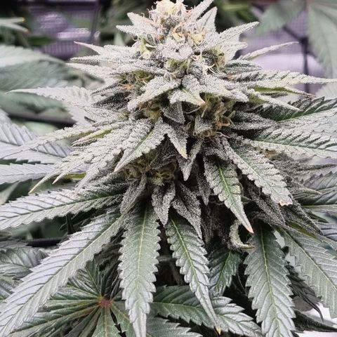 Runtzelia growlog timeline photo