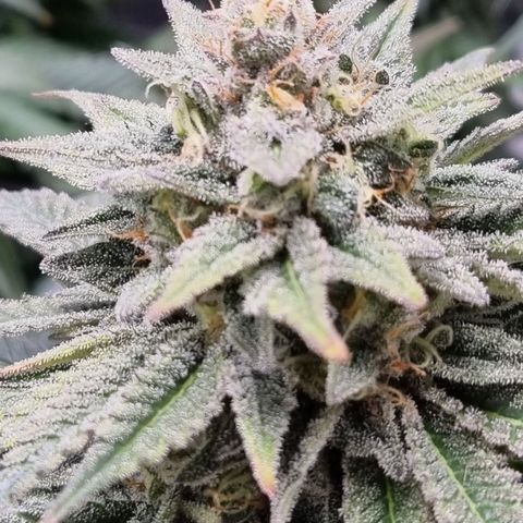 Runtzelia growlog timeline photo