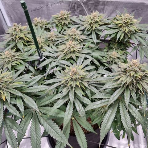 Runtzelia growlog timeline photo