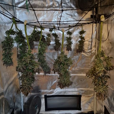 Runtzelia growlog timeline photo