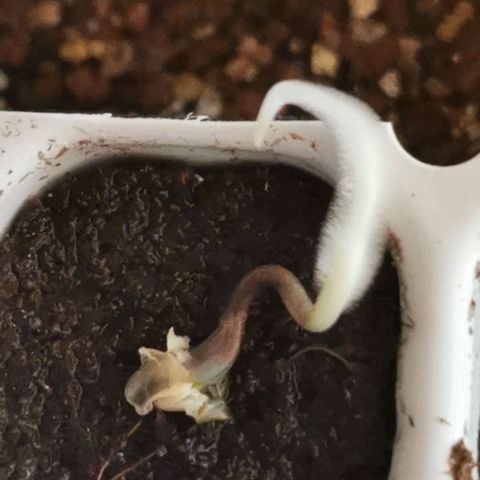 Auto Acid growlog photo: ????? 