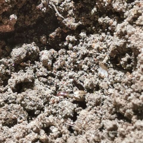 Auto Acid growlog timeline photo