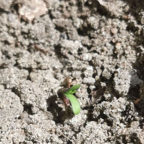 Auto Acid growlog timeline photo