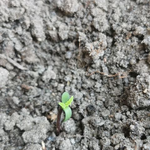 Auto Acid growlog timeline photo