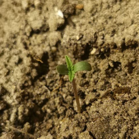 Auto Acid growlog timeline photo