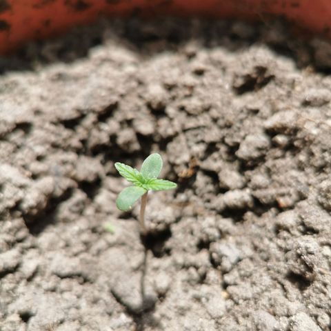Auto Acid growlog timeline photo