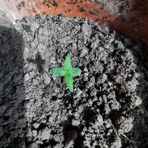 Auto Acid growlog timeline photo