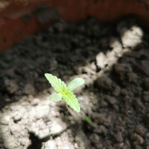 Auto Acid growlog timeline photo