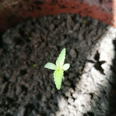 Auto Acid growlog timeline photo