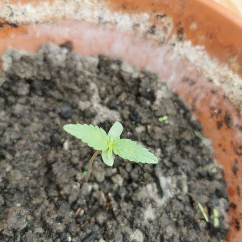 Auto Acid growlog timeline photo