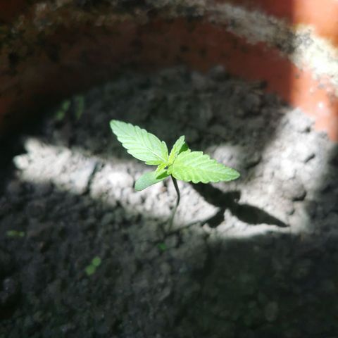Auto Acid growlog timeline photo