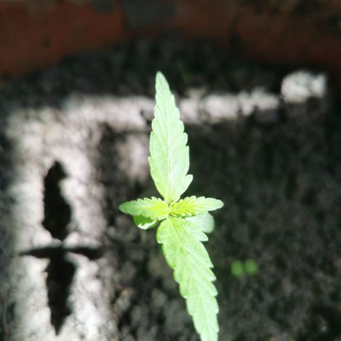 Auto Acid growlog timeline photo