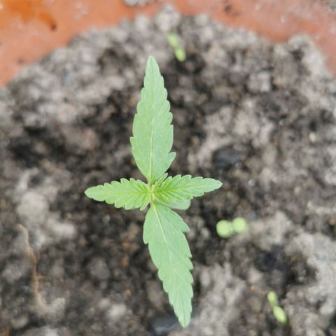 Auto Acid growlog timeline photo