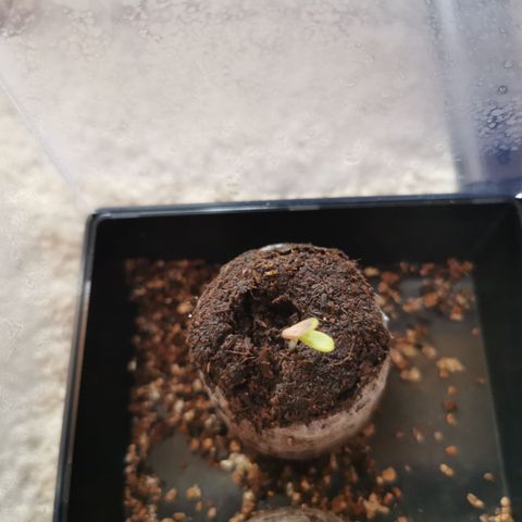 Stress Killer Automatic growlog timeline photo