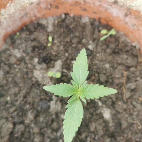 Auto Acid growlog timeline photo