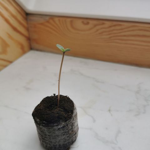 Stress Killer Automatic growlog timeline photo