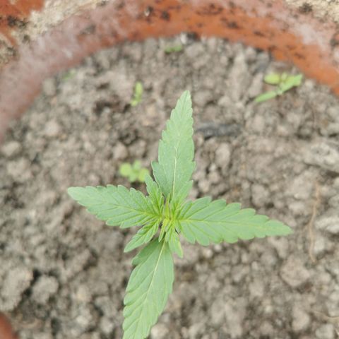Auto Acid growlog timeline photo