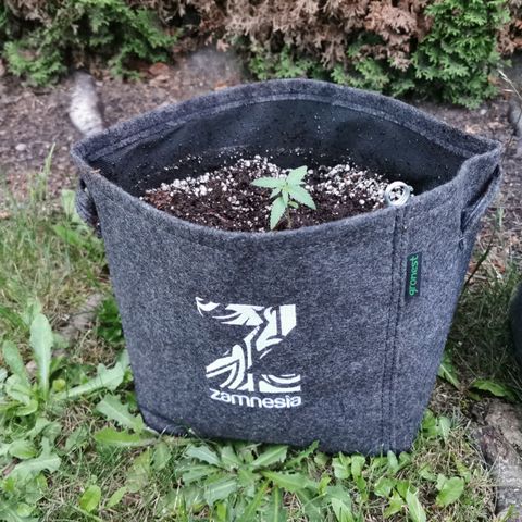 Auto Acid growlog timeline photo
