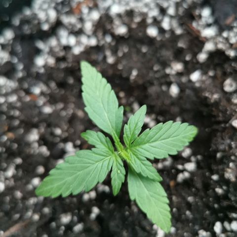 Auto Acid growlog timeline photo