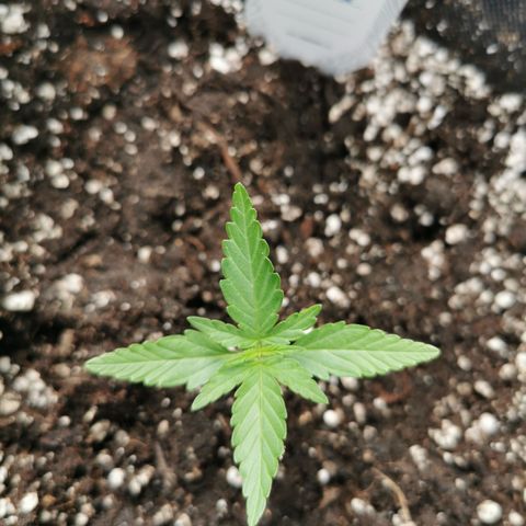 Auto Acid growlog timeline photo