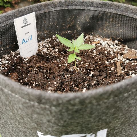 Auto Acid growlog timeline photo