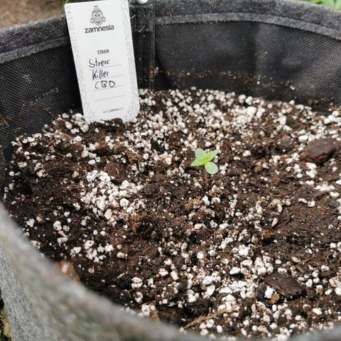 Stress Killer Automatic growlog timeline photo