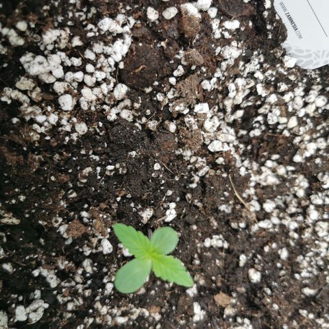 Stress Killer Automatic growlog timeline photo