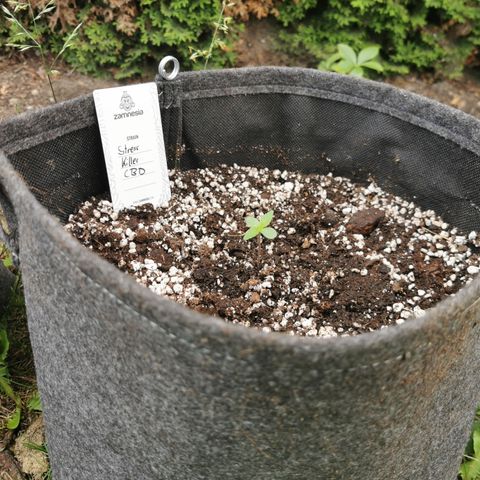 Stress Killer Automatic growlog timeline photo