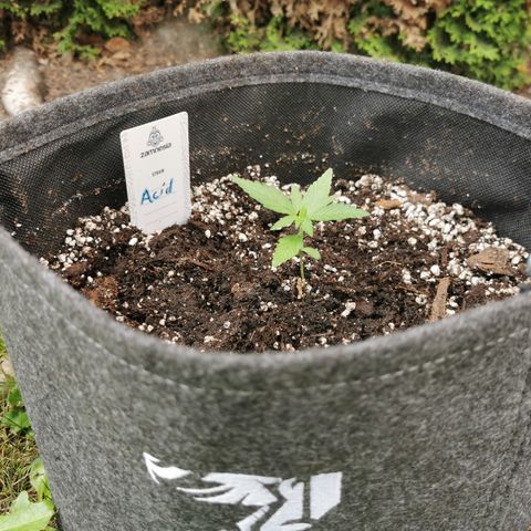 Auto Acid growlog timeline photo