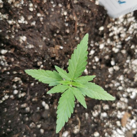Auto Acid growlog timeline photo