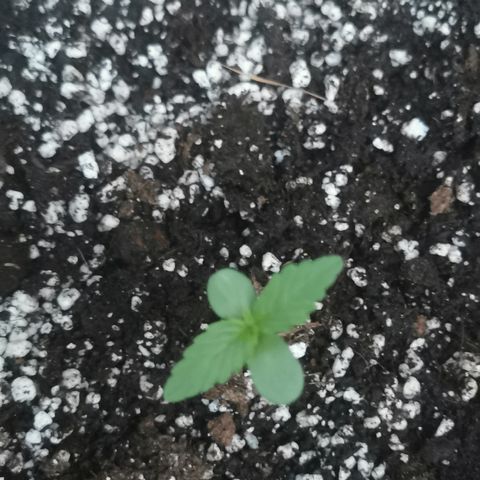 Stress Killer Automatic growlog timeline photo