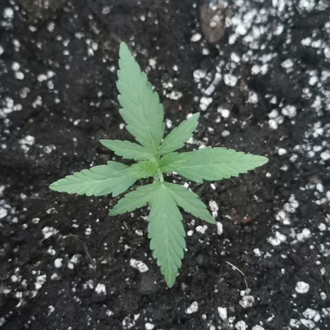 Auto Acid growlog timeline photo
