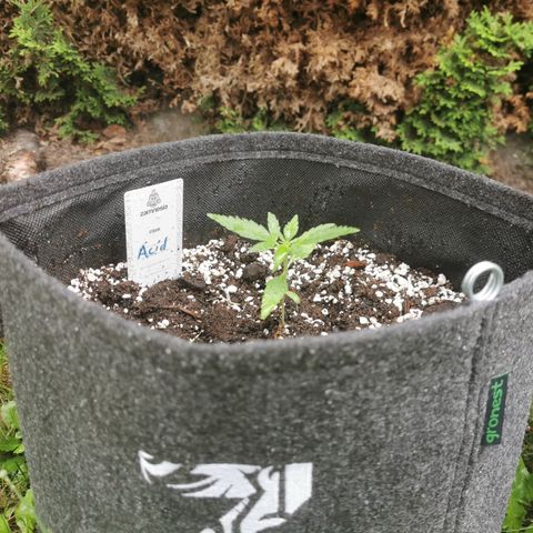 Auto Acid growlog timeline photo