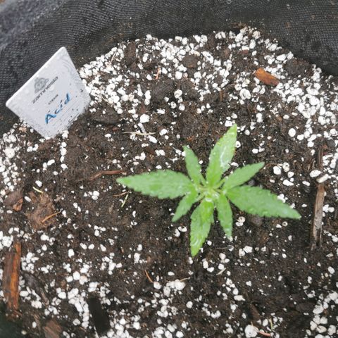 Auto Acid growlog timeline photo