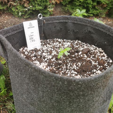 Stress Killer Automatic growlog timeline photo
