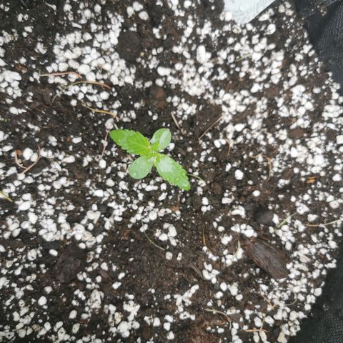 Stress Killer Automatic growlog timeline photo