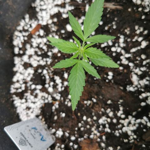 Auto Acid growlog timeline photo