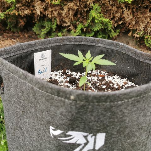 Auto Acid growlog timeline photo